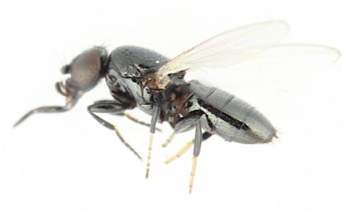Madiza glabra